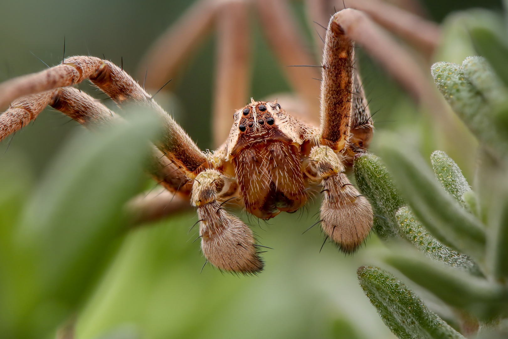 Listspinne im Thymianbusch