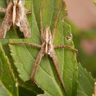 Listspinne in Lauerstellung - Schau mir in die Augen !