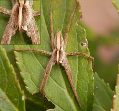 Listspinne in Lauerstellung - Schau mir in die Augen !