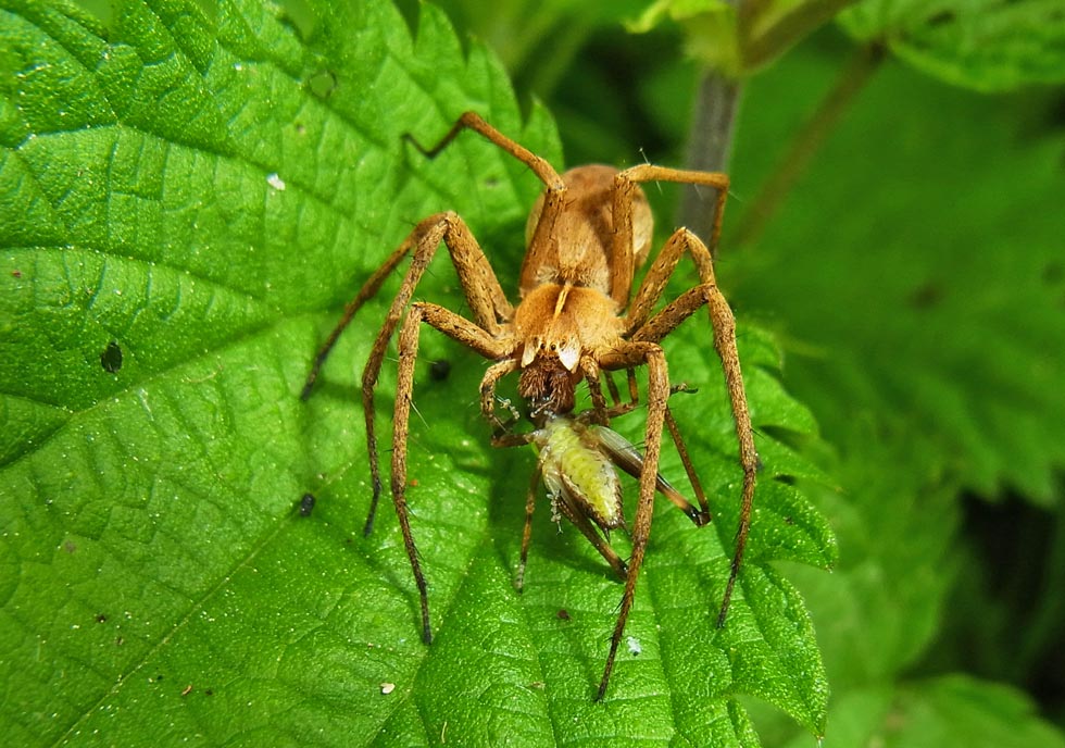 Listspinne mit Beute