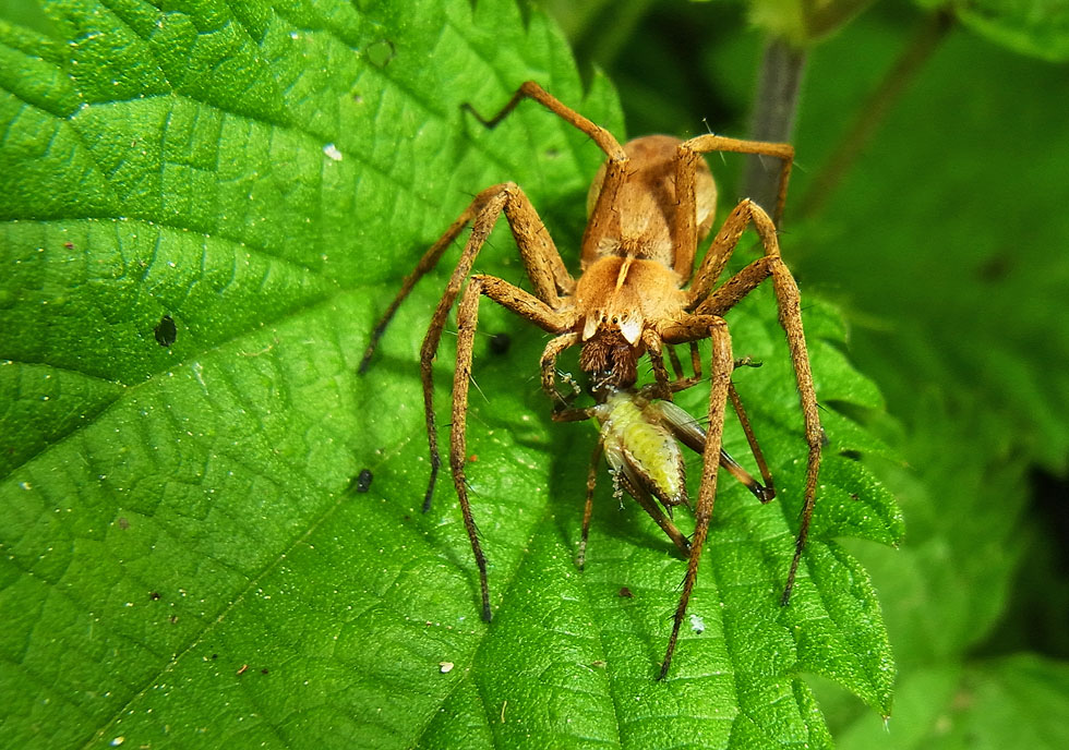 Listspinne mit Beute