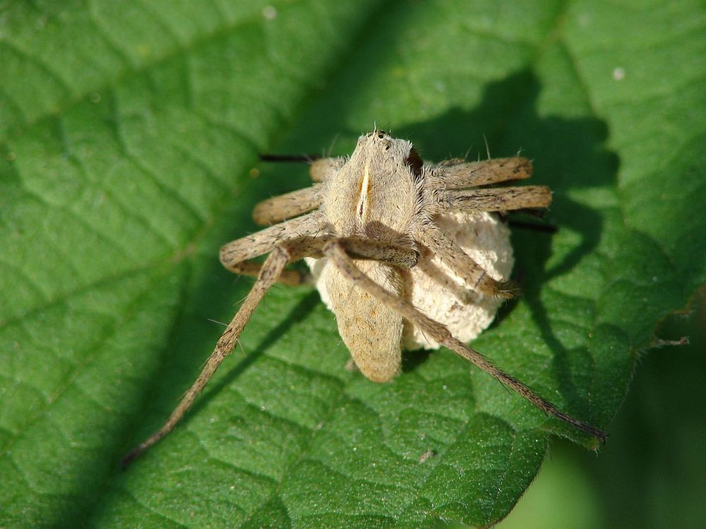 Listspinne mit Eiballen