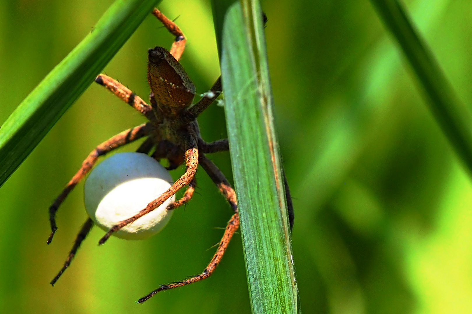 Listspinne mit Eikokon