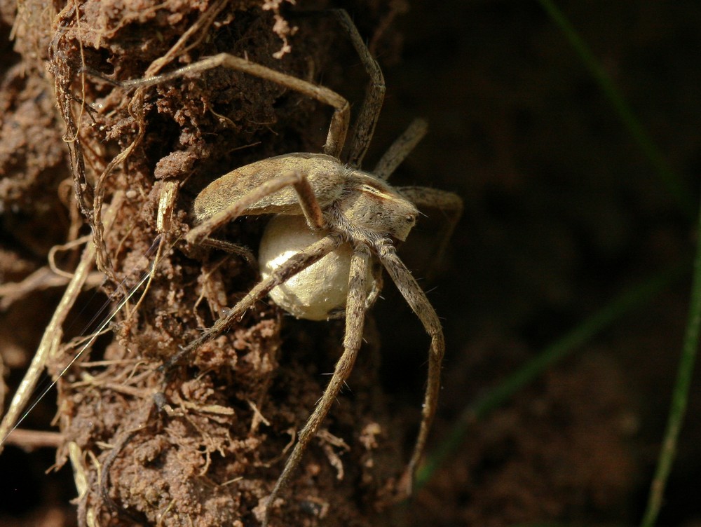 listspinne mit eikokon