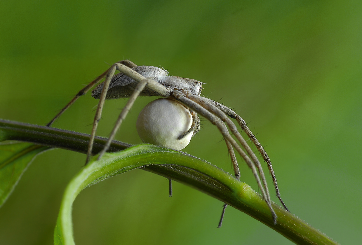 Listspinne mit Eikokon