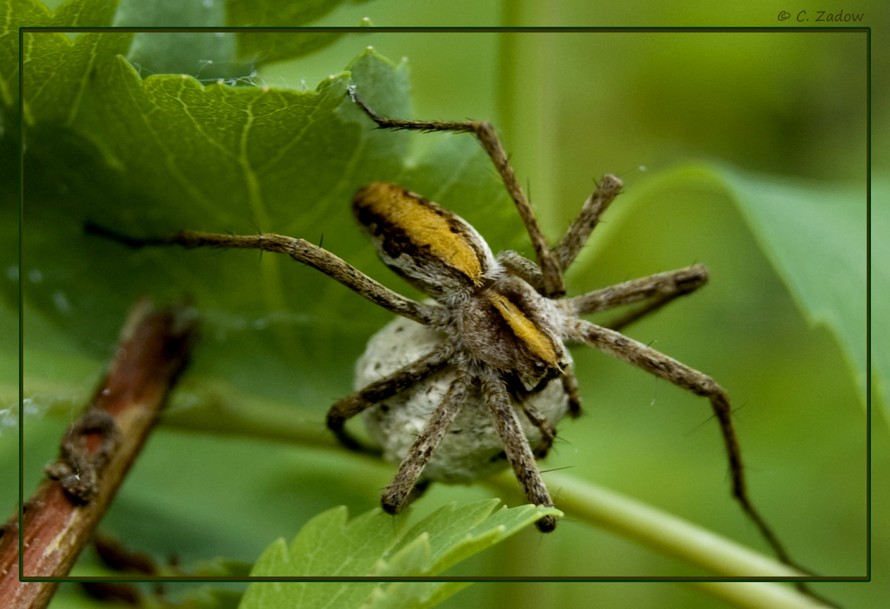 Listspinne mit ihrem Eikokon