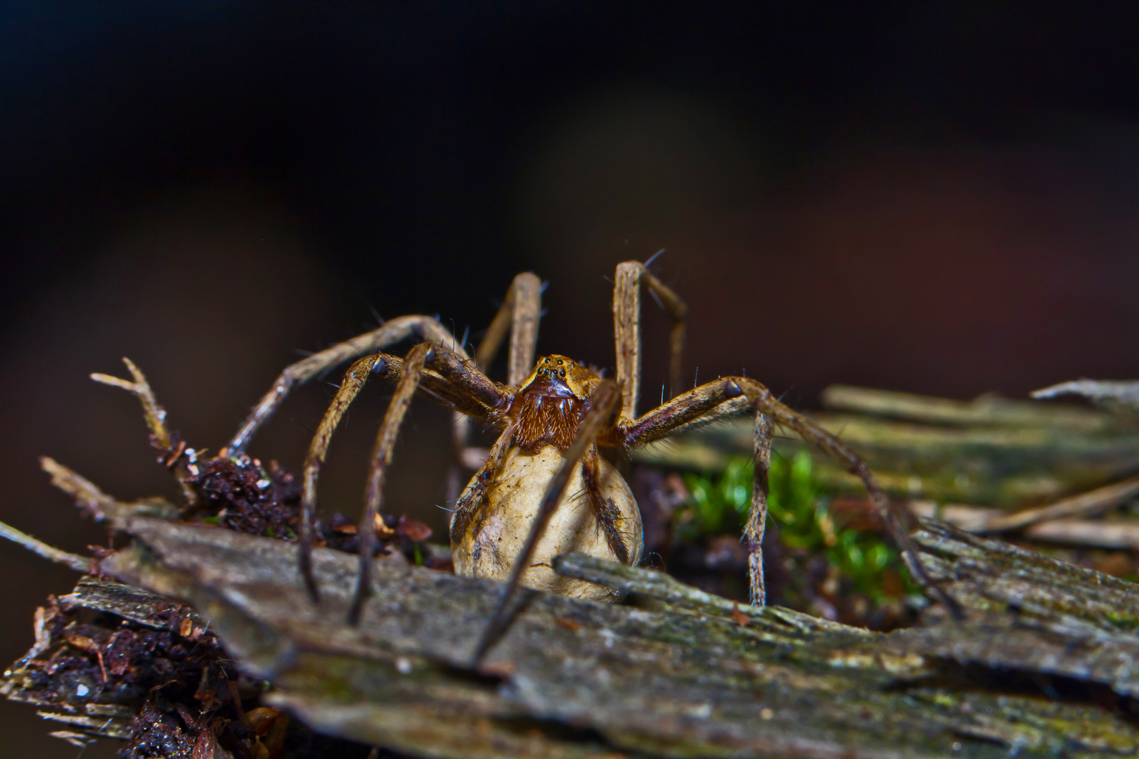 Listspinne mit Kokon