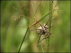 Listspinne mit Kokon