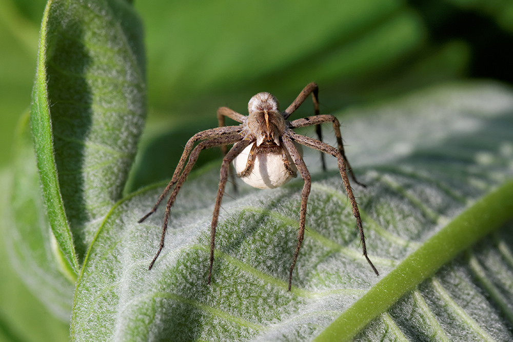 Listspinne mit Kokon