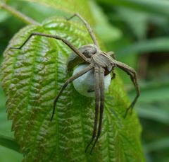 Listspinne mit Kokon (weiblich)