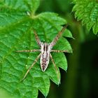 Listspinne oder Brautgeschenkspinne (Pisaura mirabilis)