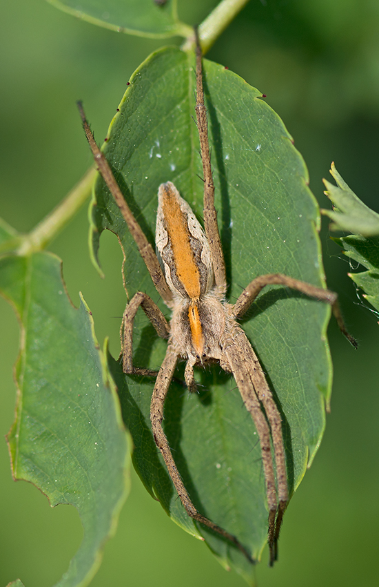 Listspinne oder Gerandete Jagdspinne?