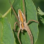 Listspinne oder Gerandete Jagdspinne?