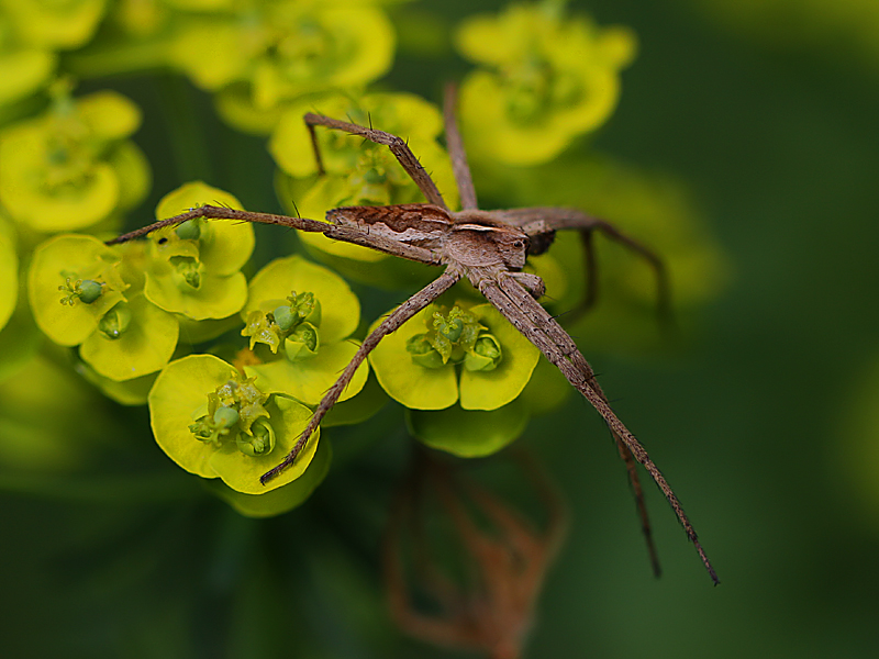 Listspinne oder Wolfspinne?