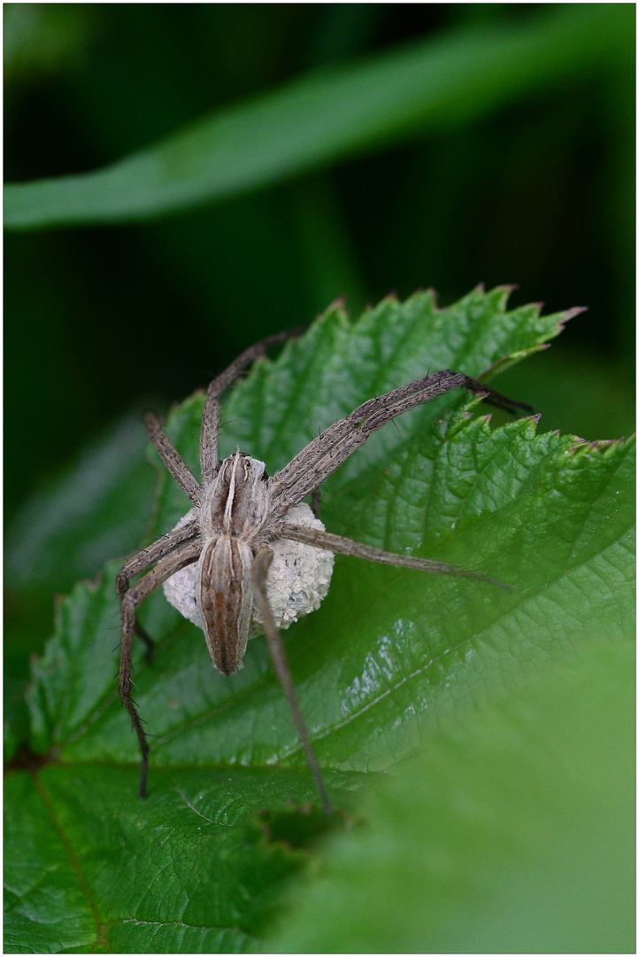 Listspinne - Pisaura mirabilis