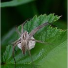 Listspinne - Pisaura mirabilis