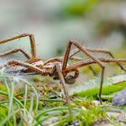 Listspinne ( Pisaura mirabilis )