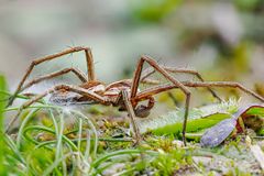 Listspinne ( Pisaura mirabilis )