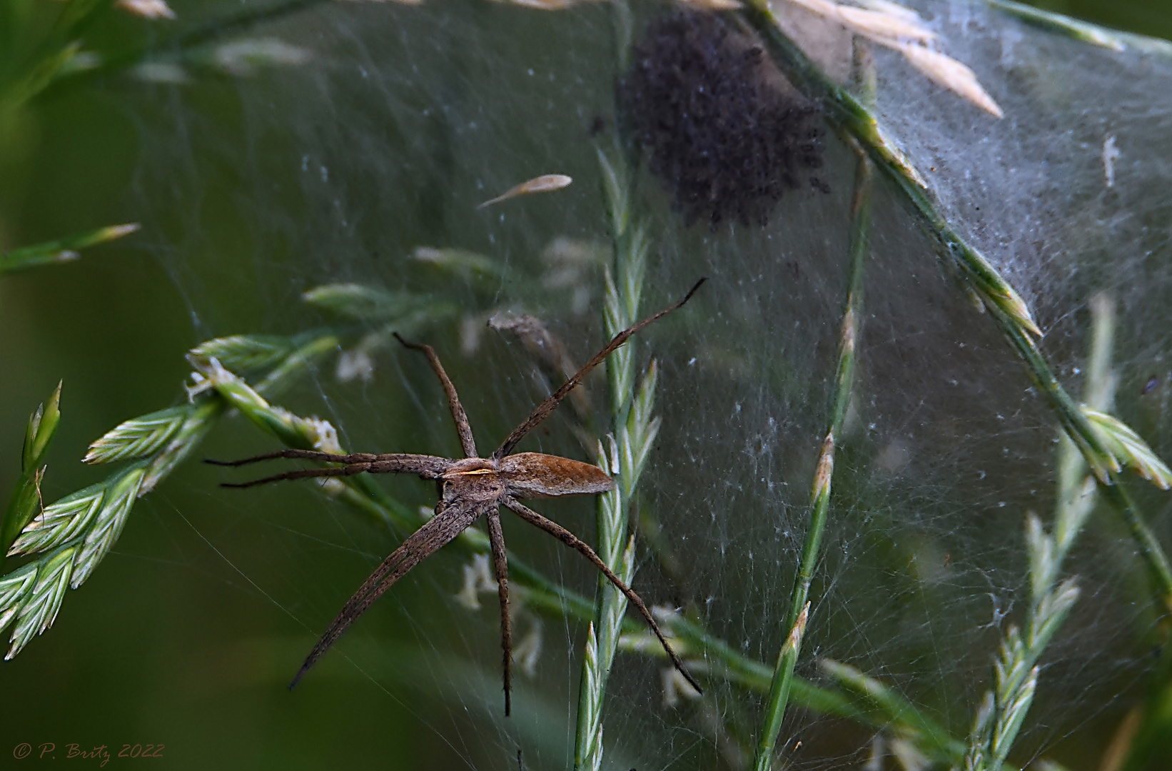 Listspinne (Pisaura mirabilis)