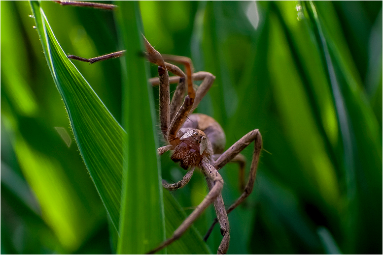 Listspinne (Pisaura mirabilis)