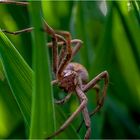 Listspinne (Pisaura mirabilis)