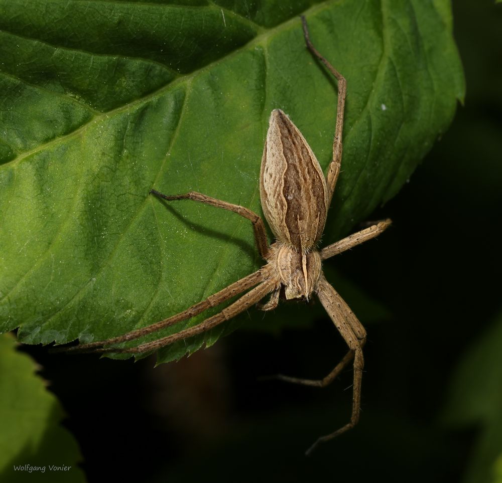 Listspinne (Pisaura mirabilis )