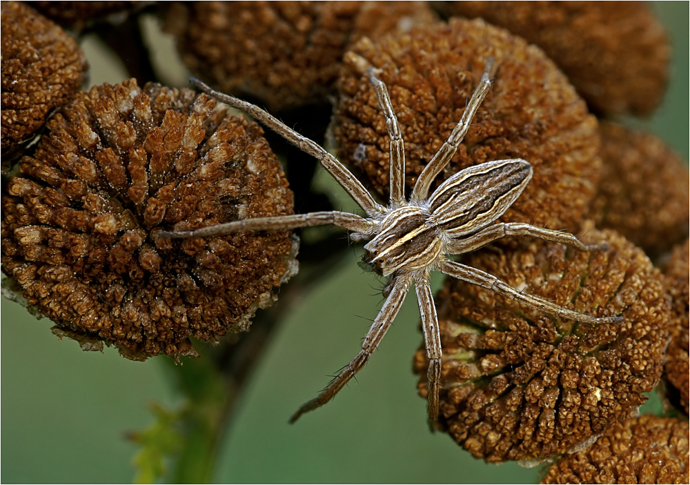 Listspinne - Pisaura mirabilis