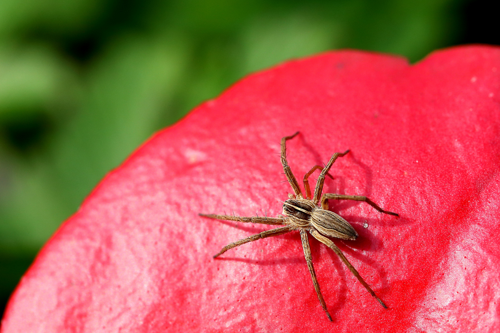 Listspinne (Pisaura mirabilis)