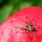 Listspinne (Pisaura mirabilis)