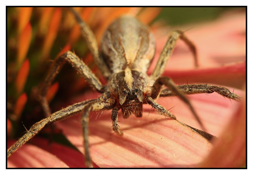 Listspinne - Pisaura mirabilis