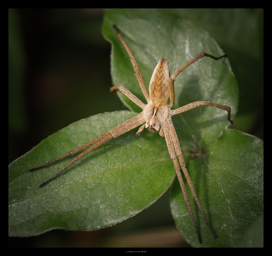 Listspinne (Pisaura mirabilis))