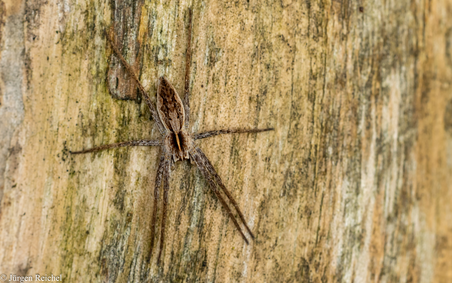 Listspinne (Pisaura mirabilis) 