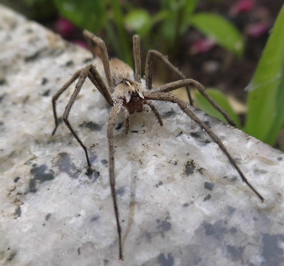 Listspinne (Pisaura mirabilis)