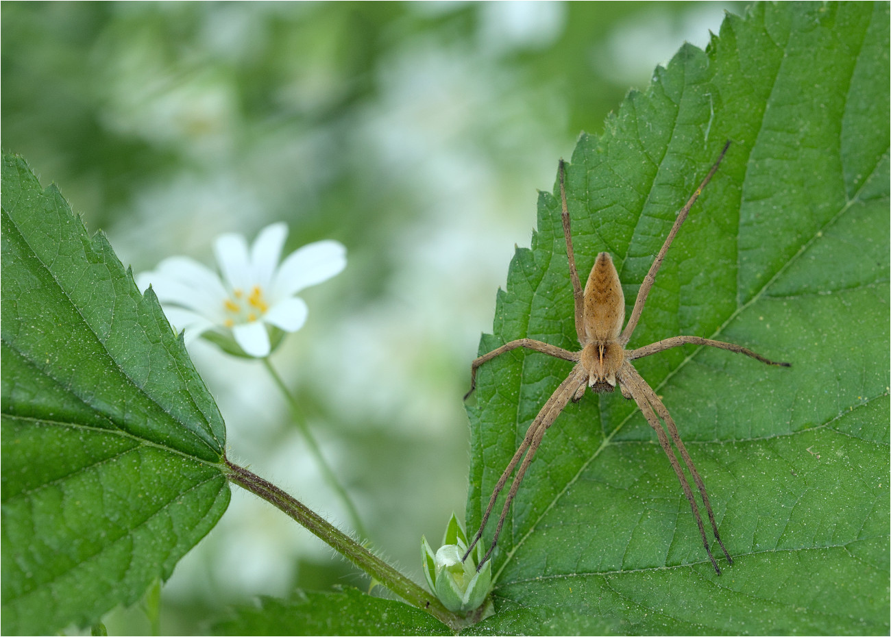 Listspinne (Pisaura mirabilis)