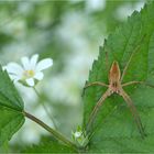 Listspinne (Pisaura mirabilis)