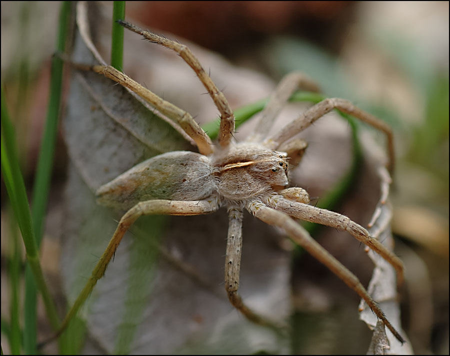 Listspinne (Pisaura mirabilis)