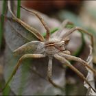 Listspinne (Pisaura mirabilis)