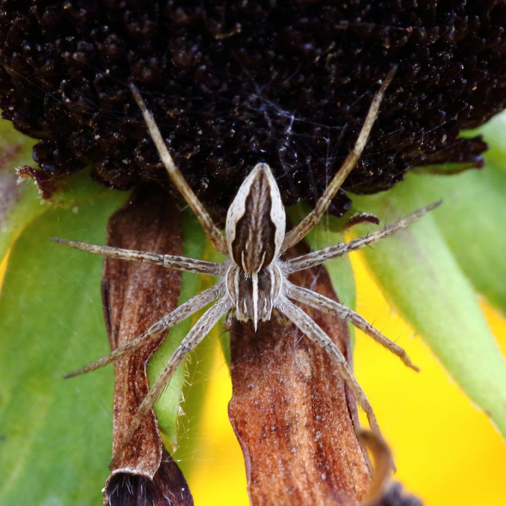 Listspinne (Pisaura mirabilis)