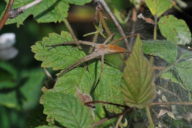 Listspinne (Pisaura mirabilis ) an einem Waldweg in B.-Eigen