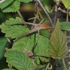 Listspinne (Pisaura mirabilis ) an einem Waldweg in B.-Eigen