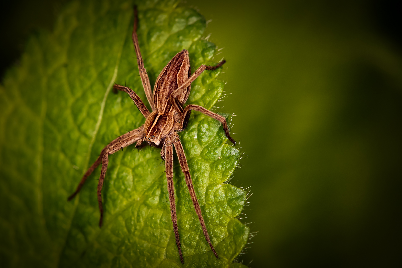  Listspinne (Pisaura mirabilis), auch Raubspinne oder Brautgeschenkspinne