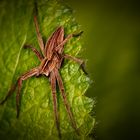  Listspinne (Pisaura mirabilis), auch Raubspinne oder Brautgeschenkspinne