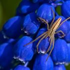 Listspinne (Pisaura mirabilis) auf Blau