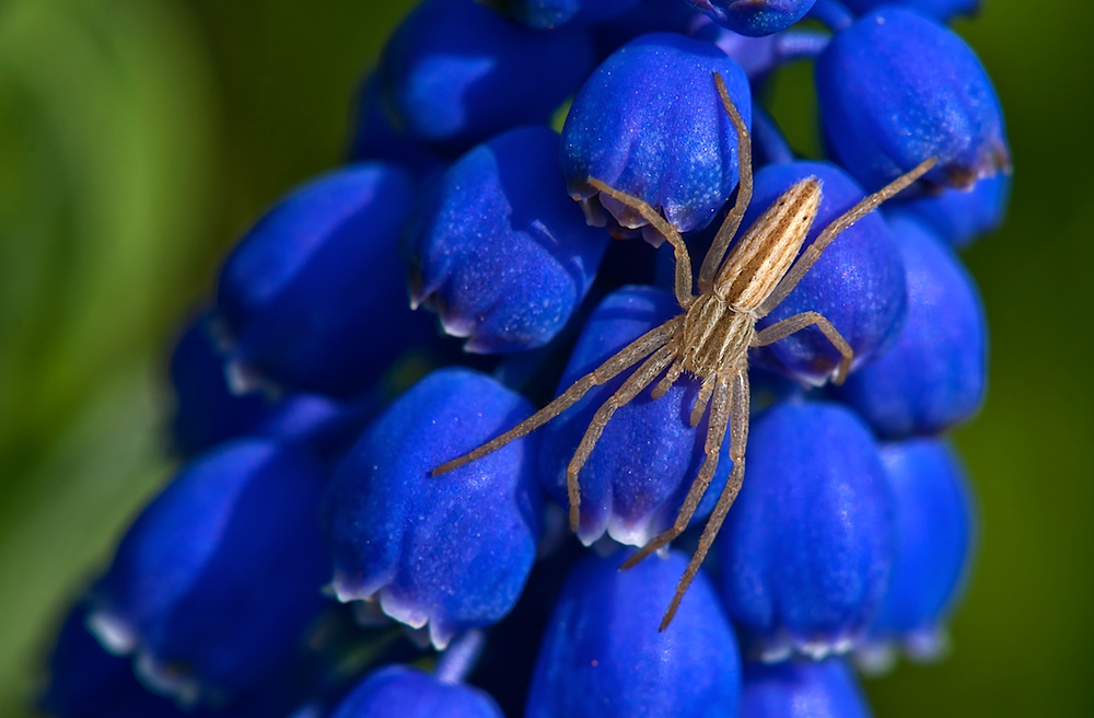 Listspinne (Pisaura mirabilis) auf Blau
