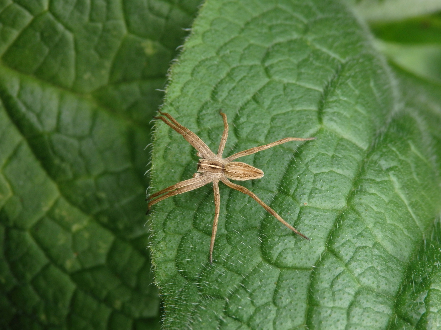 Listspinne (Pisaura mirabilis) auf der Lauer