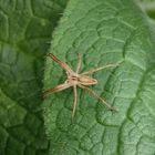 Listspinne (Pisaura mirabilis) auf der Lauer