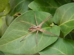 Listspinne (Pisaura mirabilis)