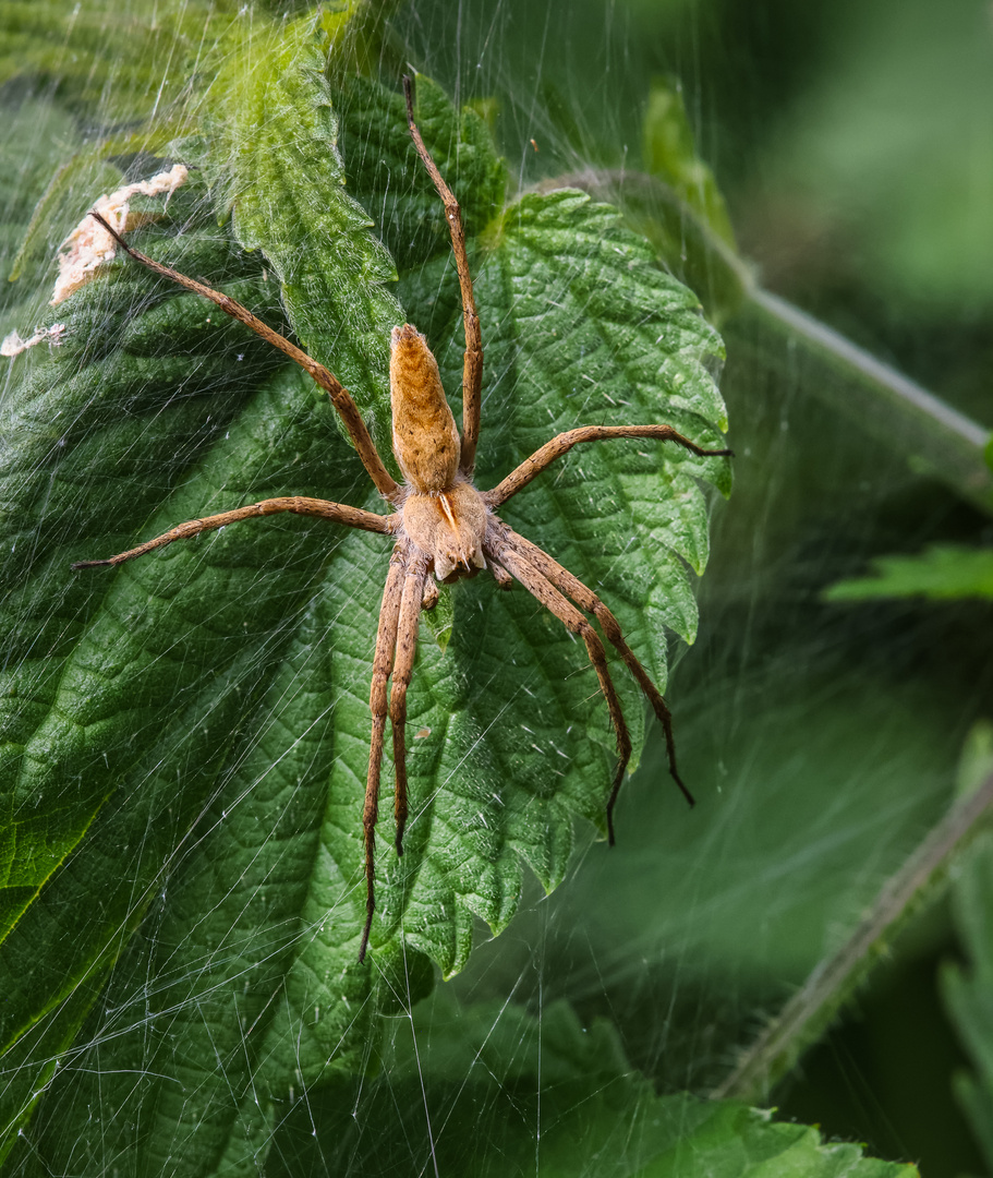 Listspinne (Pisaura mirabilis)