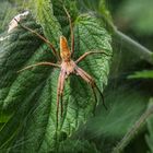 Listspinne (Pisaura mirabilis)