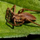 Listspinne (pisaura mirabilis)